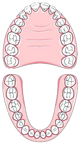 Жевательные зубы
